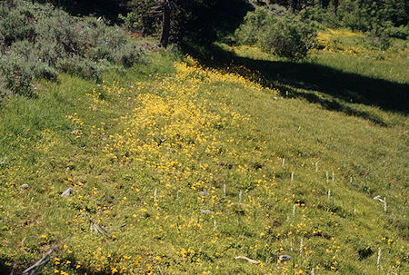 Flower bed near camp - Emigrant Wilderness1995 Flower bed near camp - Emigrant Wilderness1995