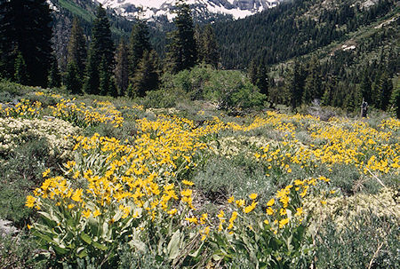 Mule Ears garden - Emigrant Wilderness 1995