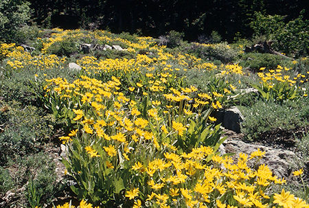 Mule Ears garden - Emigrant Wilderness 1995 Mule Ears garden - Emigrant Wilderness 1995