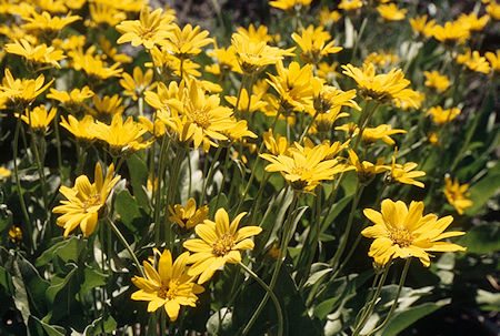Mule Ears garden - Emigrant Wilderness 1995 Mule Ears garden - Emigrant Wilderness 1995