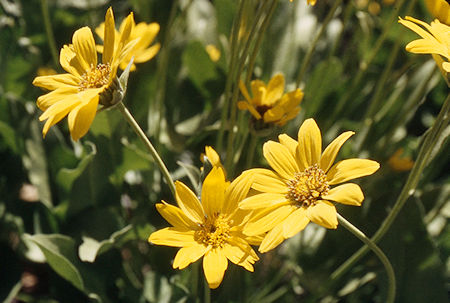 Mule Ears - Emigrant Wilderness 1995