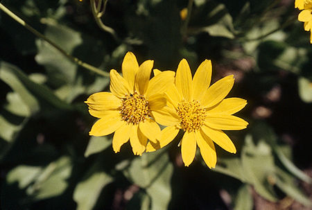 Mule Ears - Emigrant Wilderness 1995