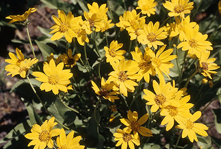 Mule Ears - Emigrant Wilderness 1995 Mule Ears - Emigrant Wilderness 1995