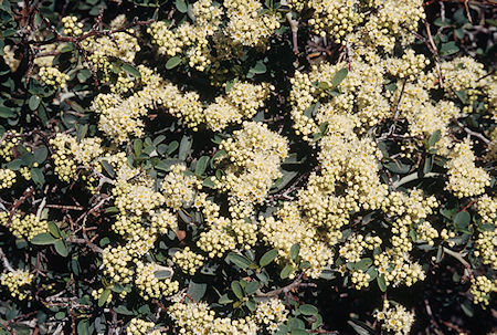Flowers - Emigrant Wilderness 1995 Flowers - Emigrant Wilderness 1995