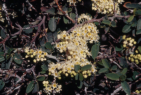 Flowers - Emigrant Wilderness 1995 Flowers - Emigrant Wilderness 1995