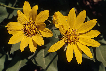 Mule Ears - Emigrant Wilderness 1995