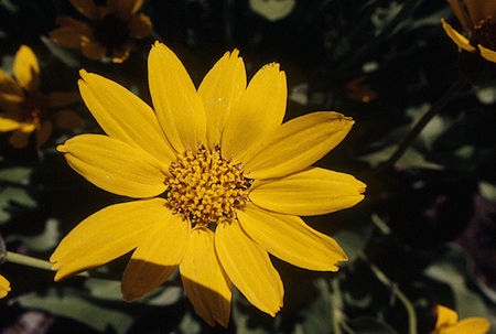 Mule Ears - Emigrant Wilderness 1995 Mule Ears - Emigrant Wilderness 1995