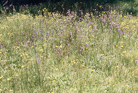 Flower garden - Emigrant Wilderness 1995 Flower garden - Emigrant Wilderness 1995