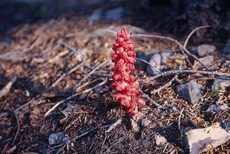 Snow Plant - Emigrant Wilderness 1995 Snow Plant - Emigrant Wilderness 1995