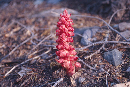 Snow Plant - Emigrant Wilderness 1995 Snow Plant - Emigrant Wilderness 1995