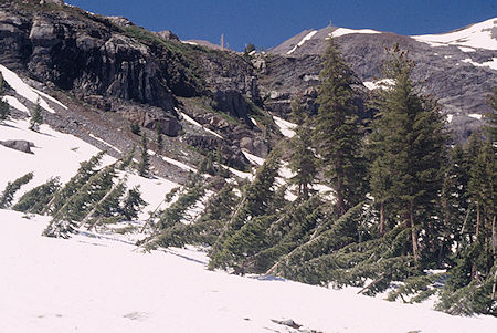 Bent trees in Soda Canyon - Emigrant Wilderness 1995 Bent trees in Soda Canyon - Emigrant Wilderness 1995