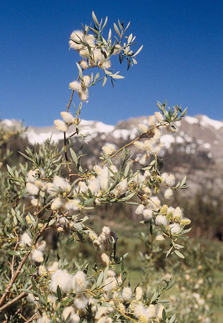 Willow cotton - Emigrant Wilderness 1995 Willow cotton - Emigrant Wilderness 1995