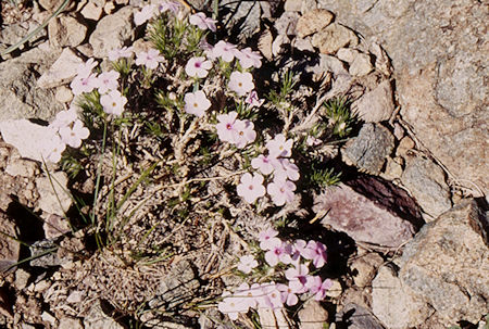 Flowers - Emigrant Wilderness 1995 Flowers - Emigrant Wilderness 1995