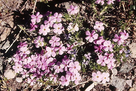 Flowers - Emigrant Wilderness 1995 Flowers - Emigrant Wilderness 1995