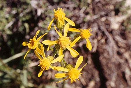 Flowers - Emigrant Wilderness 1995 Flowers - Emigrant Wilderness 1995
