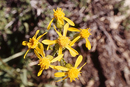 Flowers - Emigrant Wilderness 1995