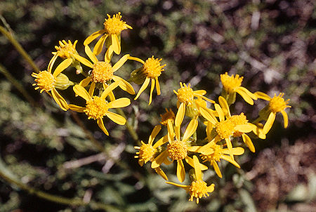 Flowers - Emigrant Wilderness 1995 Flowers - Emigrant Wilderness 1995
