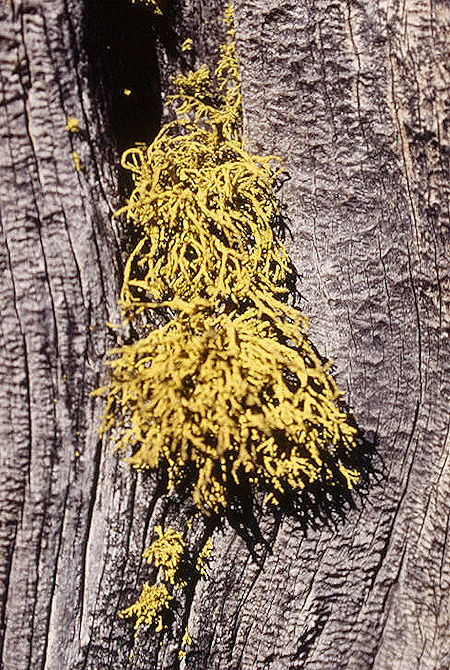 Tree Moss - Emigrant Wilderness 1995