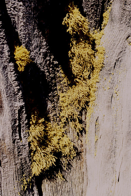 Tree Moss - Emigrant Wilderness 1995 Tree Moss - Emigrant Wilderness 1995