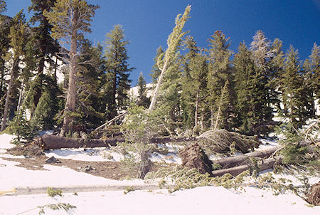 Avalanche debris - Emigrant Wilderness 1995 Avalanche debris - Emigrant Wilderness 1995