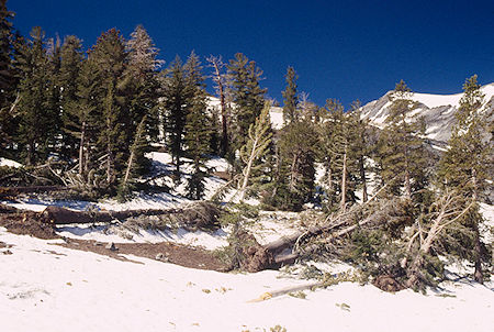 Avalanche debris - Emigrant Wilderness 1995 Avalanche debris - Emigrant Wilderness 1995