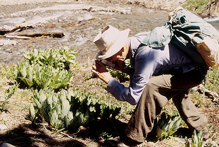 Gil Beilke photographing plant - Emigrant Wilderness 1995 Gil Beilke photographing plant - Emigrant Wilderness 1995