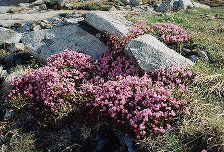 Flowers near Lake Helen - Hoover Wilderness 1991 Flowers near Lake Helen - Hoover Wilderness 1991