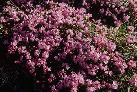 Flowers near Lake Helen - Hoover Wilderness 1991 Flowers near Lake Helen - Hoover Wilderness 1991