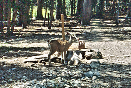 Deer at salt lick at cabin/Ranger Station at Upper Piute Meadow - Hoover Wilderness 1992 Deer at salt lick at cabin/Ranger Station at Upper Piute Meadow - Hoover Wilderness 1992
