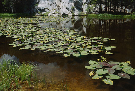 Lilly pond on Piute Meadow trail - Hoover Wilderness 1992 Lilly pond on Piute Meadow trail - Hoover Wilderness 1992