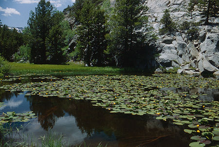 Lilly pond on Piute Meadow trail - Hoover Wilderness 1992 Lilly pond on Piute Meadow trail - Hoover Wilderness 1992