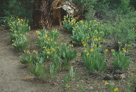 Flowers along Walker River - Hoover Wilderness 1991 Flowers along Walker River - Hoover Wilderness 1991