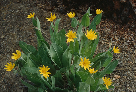 Flowers along Walker River - Hoover Wilderness 1991