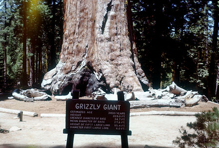 Grizzly Giant tree base - Mariposa Grove - Yosemite National Park - Jul 1957