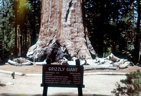 Grizzly Giant tree base - Mariposa Grove - Yosemite National Park - Jul 1957 Grizzly Giant tree base - Mariposa Grove - Yosemite National Park - Jul 1957