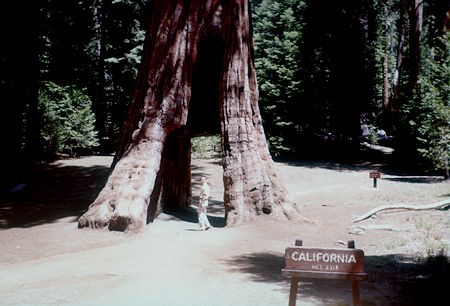 California Tree - Mariposa Grove - Yosemite National Park - Jul 1957 California Tree - Mariposa Grove - Yosemite National Park - Jul 1957