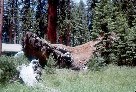 'Elephant Foot' - Mariposa Grove - Yosemite National Park - Jul 1957 'Elephant Foot' - Mariposa Grove - Yosemite National Park - Jul 1957