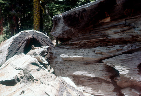 Massachusetts Tree - Mariposa Grove - Yosemite National Park - Jul 1957 Massachusetts Tree - Mariposa Grove - Yosemite National Park - Jul 1957