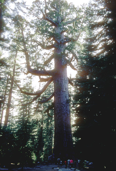 Grizzly Giant tree - Mariposa Grove - Yosemite National Park - 01 Jun 1968 Grizzly Giant tree - Mariposa Grove - Yosemite National Park - 01 Jun 1968