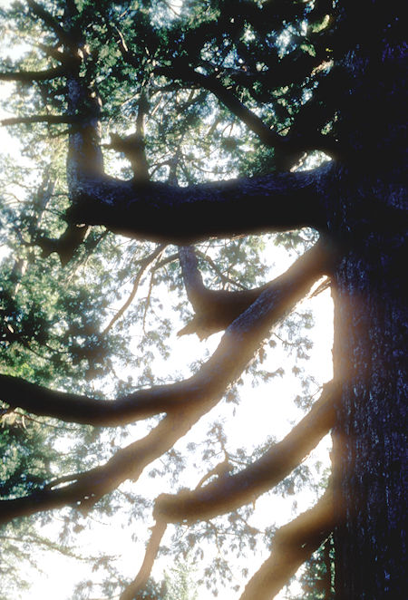 Limb on Grizzly Giant tree - Mariposa Grove - Yosemite National Park - 01 Jun 1968 Limb on Grizzly Giant tree - Mariposa Grove - Yosemite National Park - 01 Jun 1968