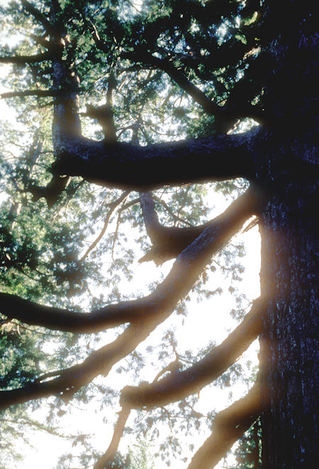 Limb on Grizzly Giant tree - Mariposa Grove - Yosemite National Park - 01 Jun 1968