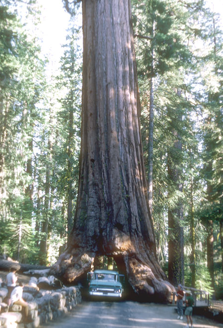 Tunnel Tree with my car - Mariposa Grove - Yosemite National Park - 01 Jun 1968