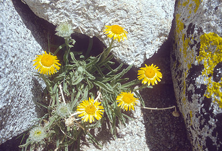 Flower on top of Four Gables - 1982