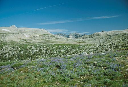 Flower garden on route to French Canyon, Pine Creek Pass in the saddle - 1982