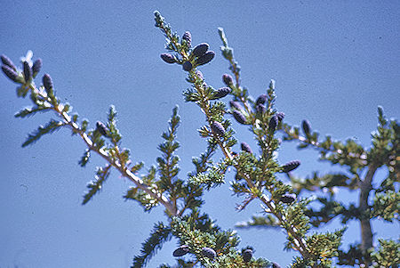 Young cones along Cataract Creek - Kings Canyon National Park 26 Aug 1969