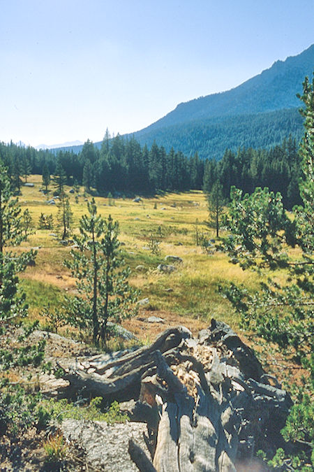 Meadow near camp - Sequoia National Park 24 Aug 1981