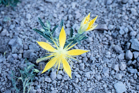 Flower at Leavitt Meadow - Hoover Wilderness 1995 Flower at Leavitt Meadow - Hoover Wilderness 1995