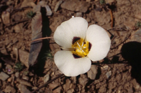 Flower on Cascade Creek - Hoover Wilderness 1995 Flower on Cascade Creek - Hoover Wilderness 1995