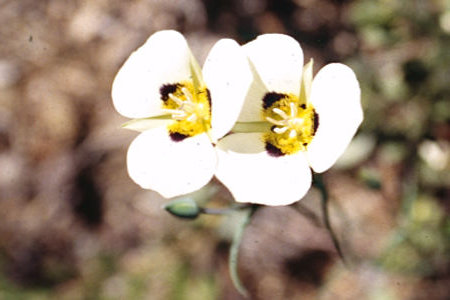 Flowers on Cascade Creek - Hoover Wilderness 1995