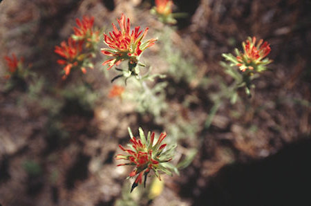 Flowers on Cascade Creek - Hoover Wilderness 1995 Flowers on Cascade Creek - Hoover Wilderness 1995